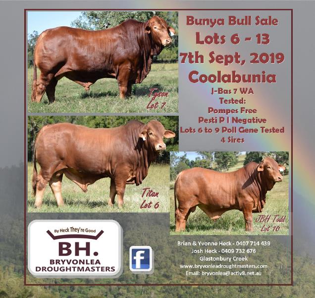 Bunya Bull Sale 2019